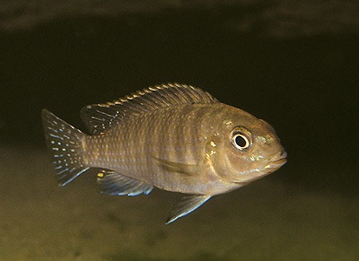 Pseudotropheus novemfasciatus 'Chia'